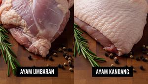 Daging Ayam Umbaran dan Ayam Kandang (Gemini AI)
