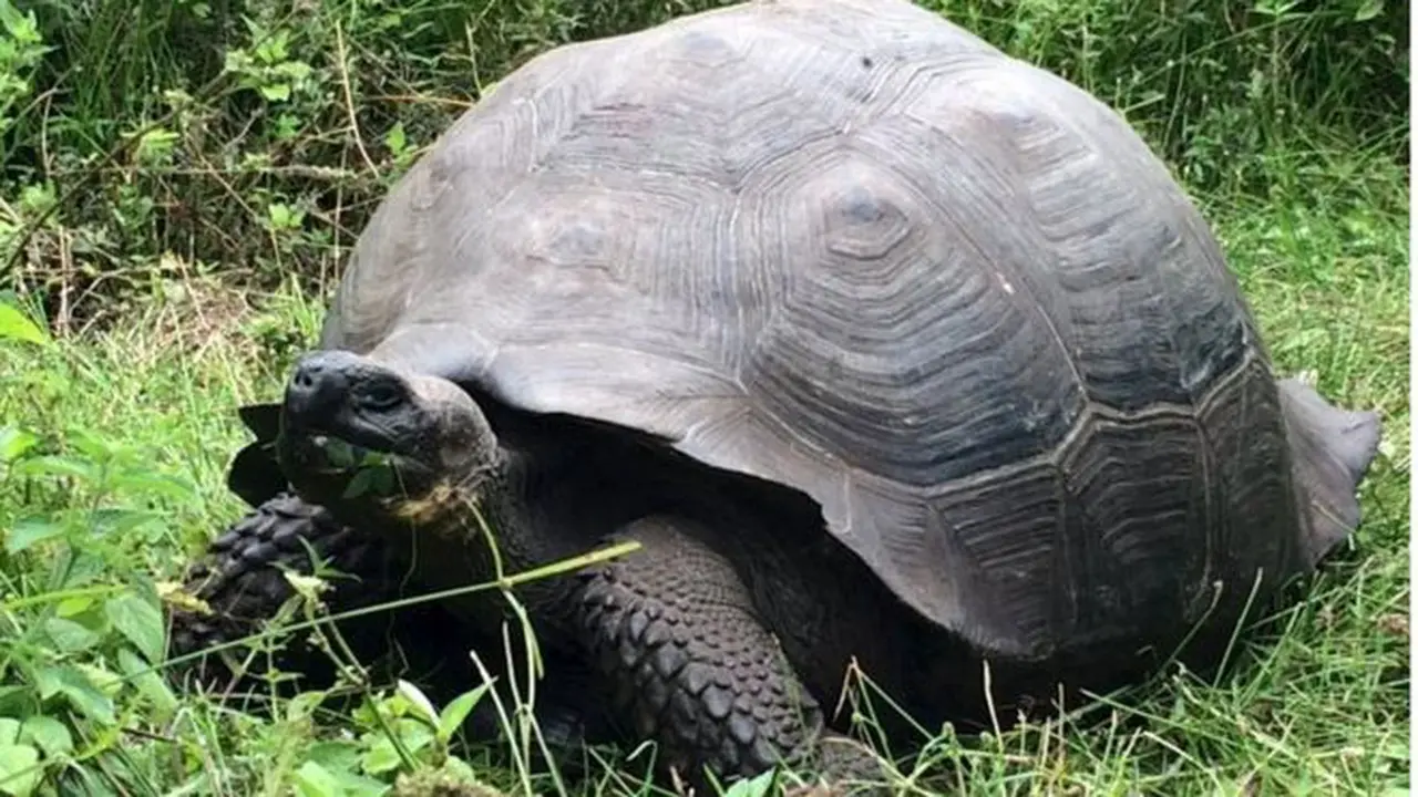 Kura-kura 'Bertempurung Padat' Ditemukan di Galapagos