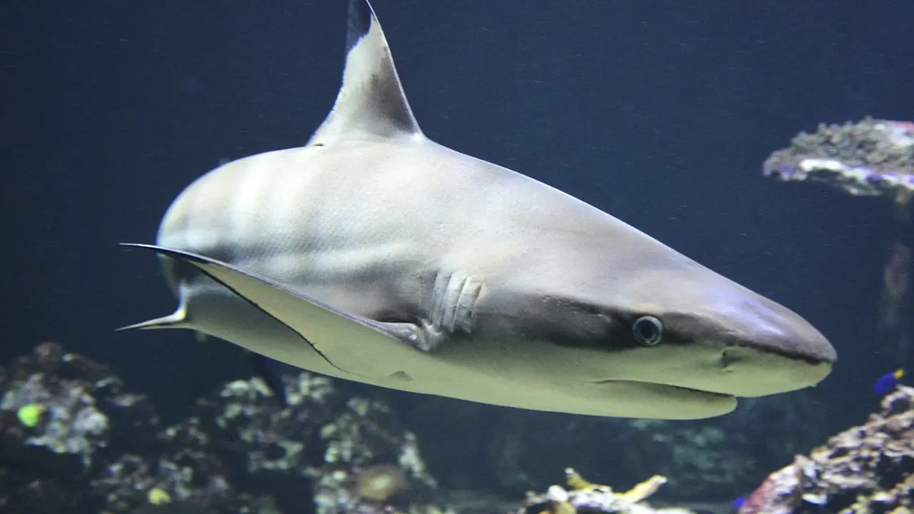 Ilustrasi Hiu Blacktip