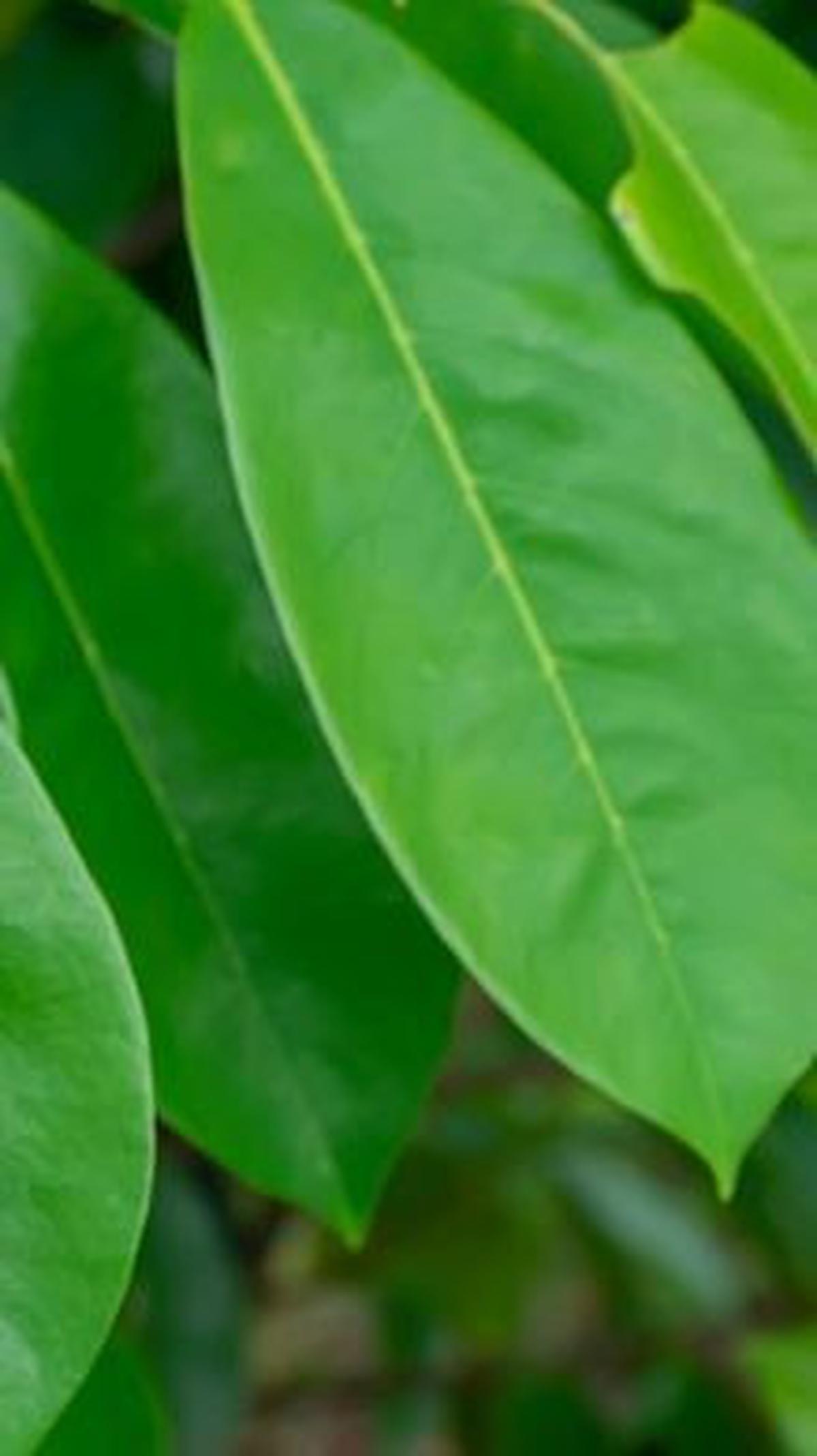 Air rebusan daun sirsak memiliki banyak manfaat untuk kesehatan. Beberapa manfaatnya antara lain menurunkan gula darah, mengatasi asam urat, kolesterol tinggi, dan terapi untuk kanker.