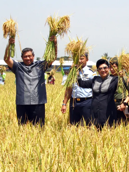 Presiden ke-6 RI Susilo Bambang Yudhoyono (SBY) bersama istri, Ani Yudhoyono memegang padi yang baru saja dipanen saat kunjungan di Karawang, Jawa Barat, 16 April 2013. (AFP PHOTO/PRESIDENSBY)
