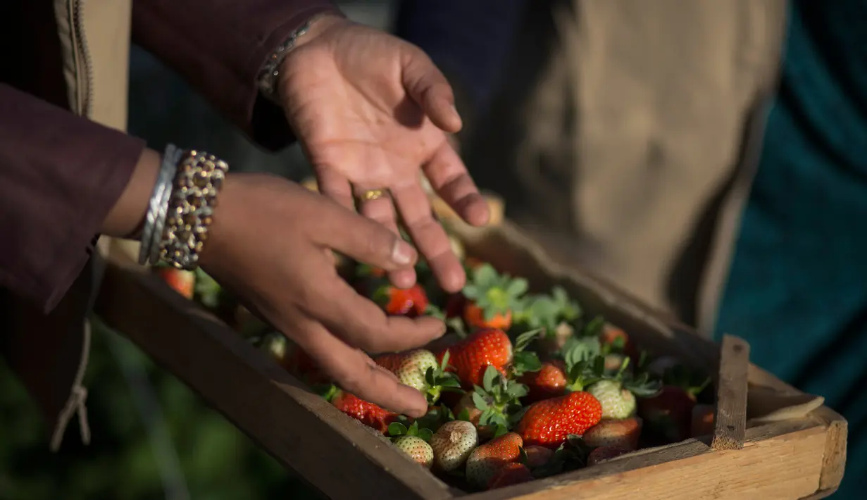 Pekerja wanita Palestina manaruh stroberi yang dia petik di nampan kayu di sebuah kebun stroberi di kota Beit Lahiya, Jalur Gaza Utara (15/1). Kebun stroberi ini didanai oleh Pemerintah Prancis. (AP Photo/Khalil Hamra)