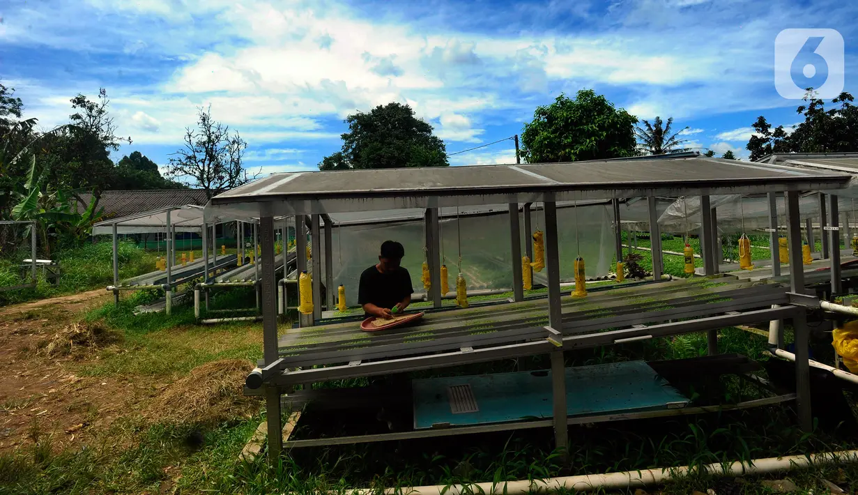 Aktivitas pekerja di Kebun Hidroponikita, Sawangan, Depok, Jawa Barat, Senin (20/2/2023). Untuk satu kilogram bayam dijual dengan harga Rp 20 ribu - Rp 25 ribu dan dipasarkan di wilayah Jakarta-Bogor-Depok-Tangerang-Bekasi (Jabodetabek). (merdeka.com/Arie Basuki)