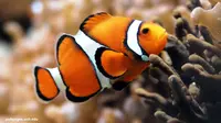 15 Macam Ikan Hias Air Laut yang Paling Diminati Beserta Cara Meliharanya yang Tepat