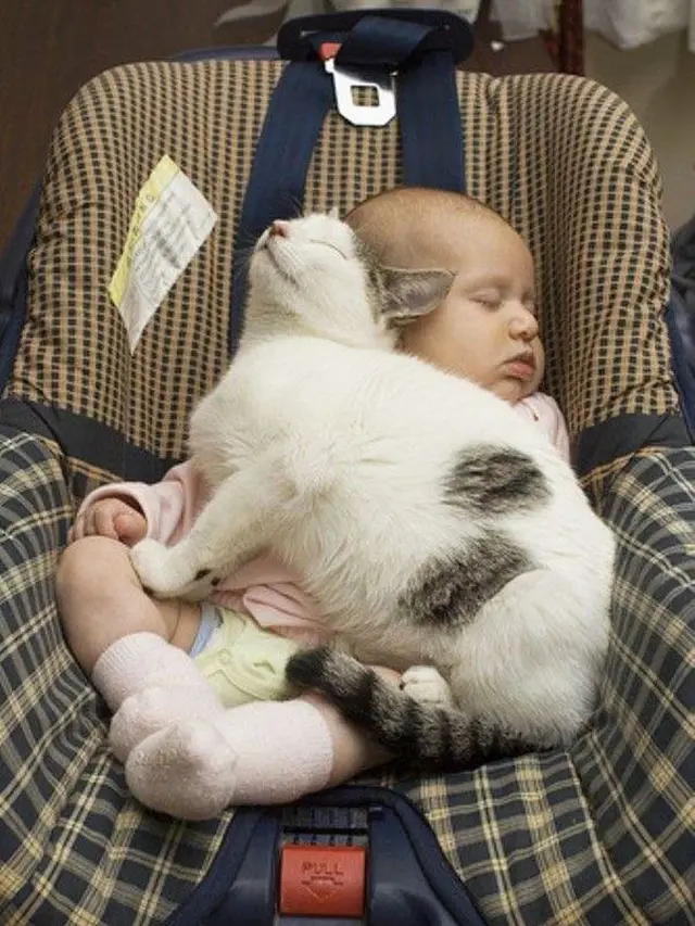 Jadi Teman Si Kecil, Ini 7 Potret Kucing saat Jaga Bayi Ini Menggemaskan