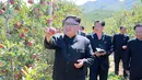 Pemimpin Korea Utara, Kim Jong-Un  terlihat puas saat melihat apel-apel yang siap panen saat mengunjungi sebuah perkebunan  di Kwail County, provinsi Hwanghae Selatan pada foto yang dirilis Kamis (21/9). (STR / KCNA VIS KNS / AFP)