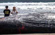 FOTO: Terdampar Sebelum Tsunami,  Misteri Paus Sperma di Pantai Jepang