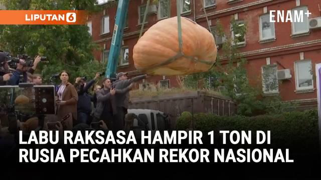 Seorang petani Rusia berhasil menumbuhkan labu raksasa dengan berat hampir 1 ton. Labu seberat 969 kilogram itu memecahkan rekor nasional sebagai labu terberat di Rusia.