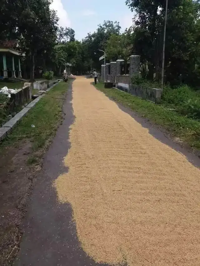 Kumpulan Potret Padi Dijemur di Tengah Jalan, Kendaraan Bermotor Jadi Sulit Melintas (ist)