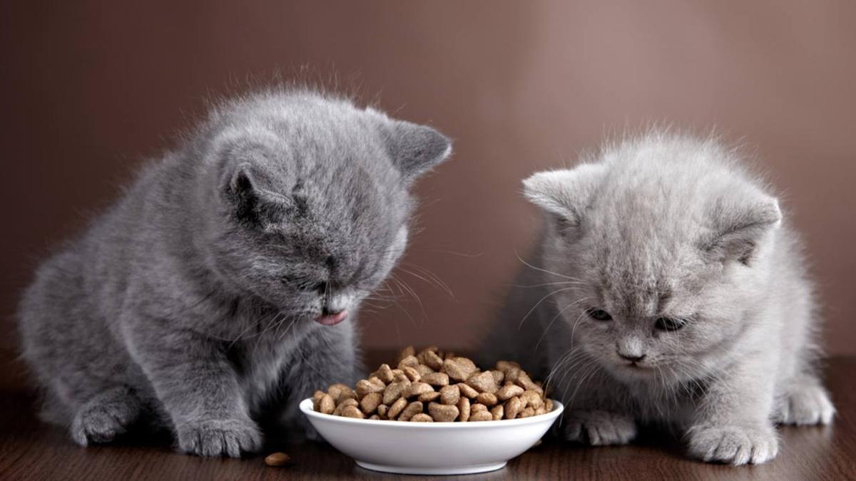 Pawrents Wajib Tahu! Ini Snack Kucing Kaya Nutrisi yang Disukai Banyak Anabul
