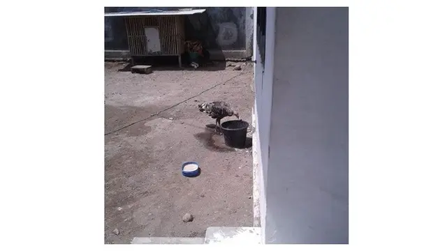 6 Potret Rumah Kekeyi di Nganjuk, Sederhana dan Pelihara Banyak Ayam