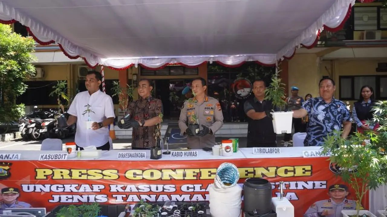 bule tanam ganja di bali