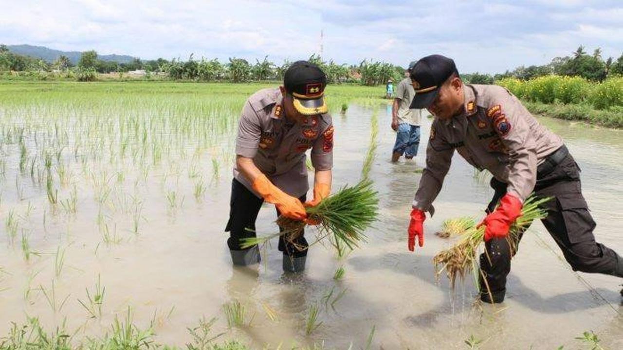 Bersama Masyarakat, Polri Wujudkan Program Ketahanan Pangan di tengah Pandemi Covid-19