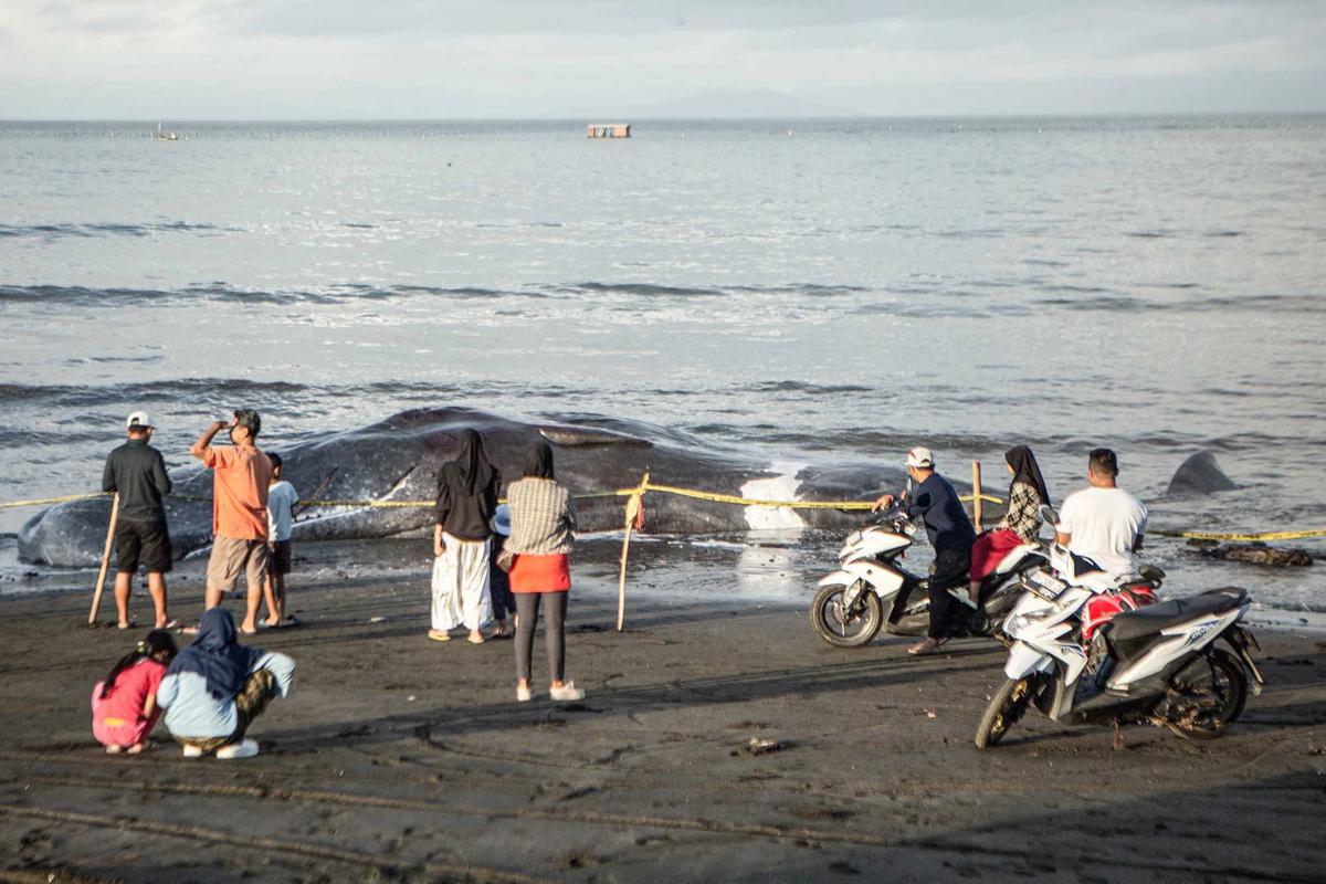 FOTO: Paus Sperma Terdampar Mati di Pantai Melaya Jembrana