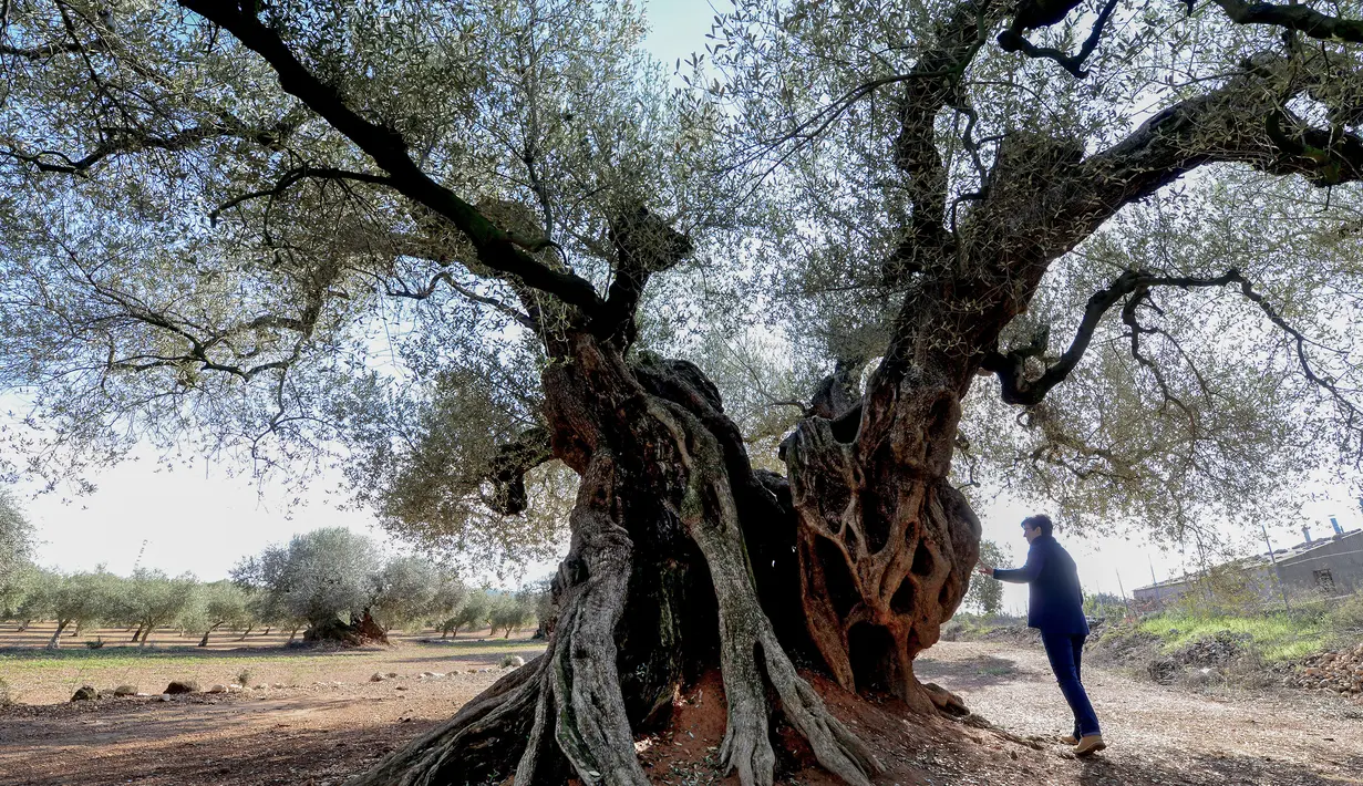  Pengunjung melihat dari dekat pohon zaitun yang dikenal dengan "Staring" yang pernah bagian dari film Olive karya sutradara Spanyol, Iciar Bollain di Uldecona, Spanyol (6/12). Uldecona terkenal dengan perkebunan zaitun yang luas. (AFP Photo/Jose Jordan)