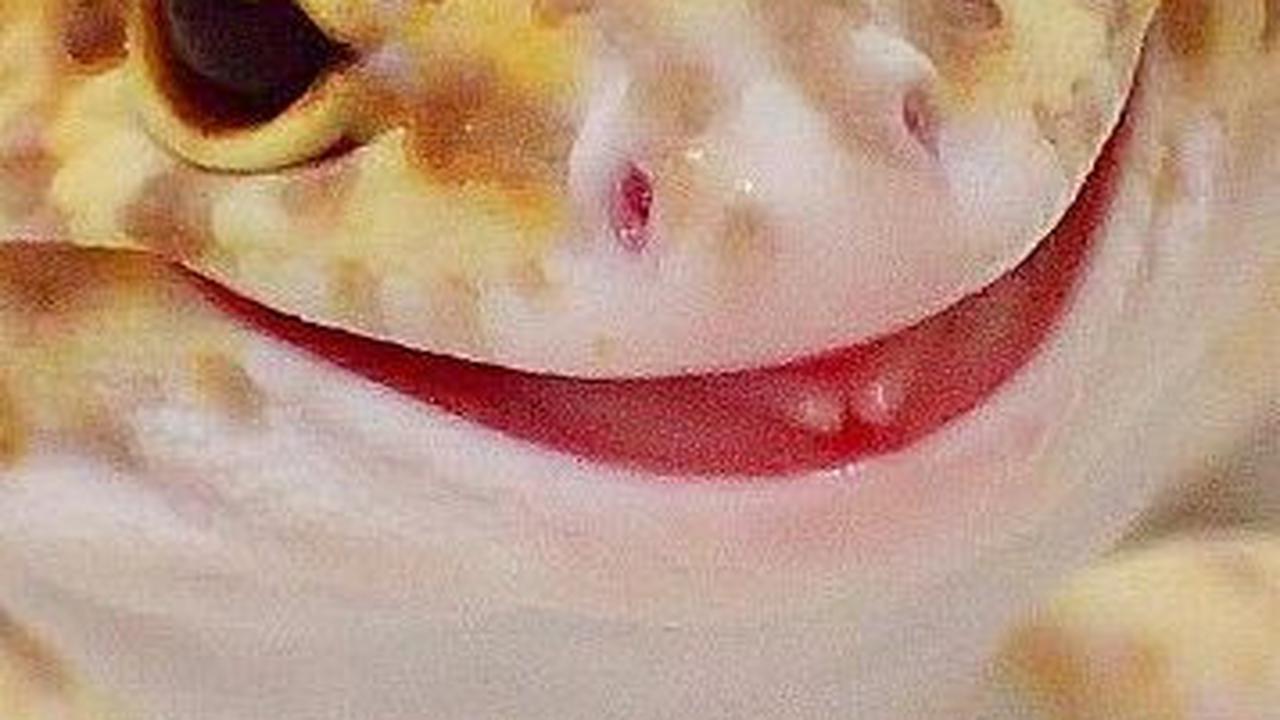 Selain jatuh di kepala, mitos tentang cicak juga muncul saat dia terjatuh di berbagai situasi.