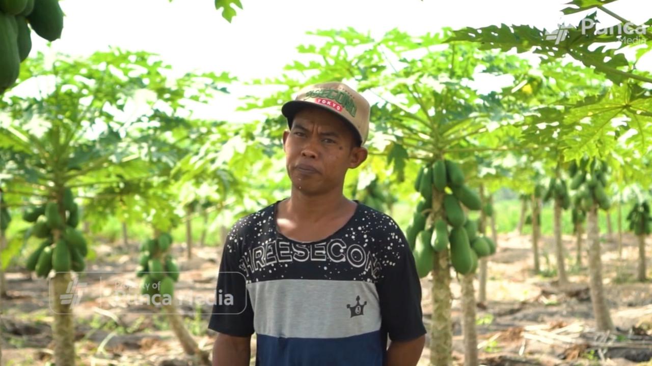 Dari Modal Rp14.000, Pria Bantul Ini Raup Omzet Rp12 Juta dari Panen California