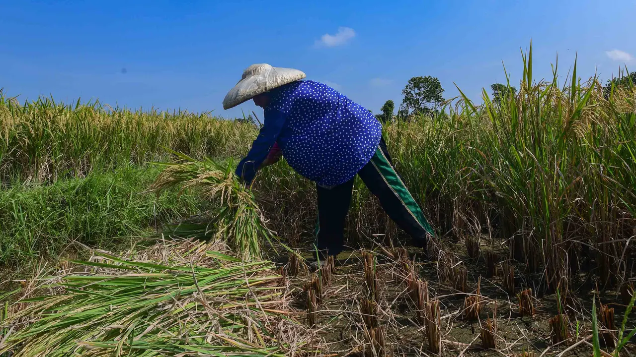 Awal April 2026, Serapan Beras Bulog Tembus 1,7 Juta Ton