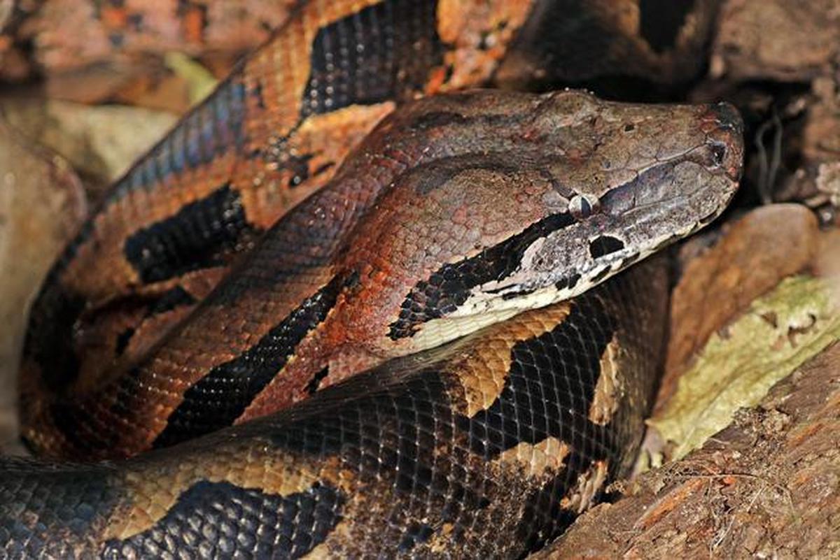 Madagascan Ground Boa (Boa Tanah Madagaskar).