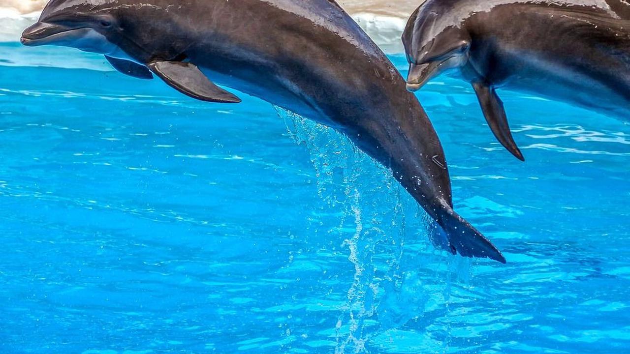 3. Batang Dolphin Center