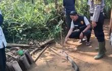 Nyali Besar Berujung Maut, Pria Paruh Baya Tewas Duel Lawan Ular Kobra Sepanjang 4 Meter