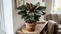 10 Tanaman dengan Daun Bermotif untuk Hiasan Ruangan, Coraknya Percantik Sudut Ruang