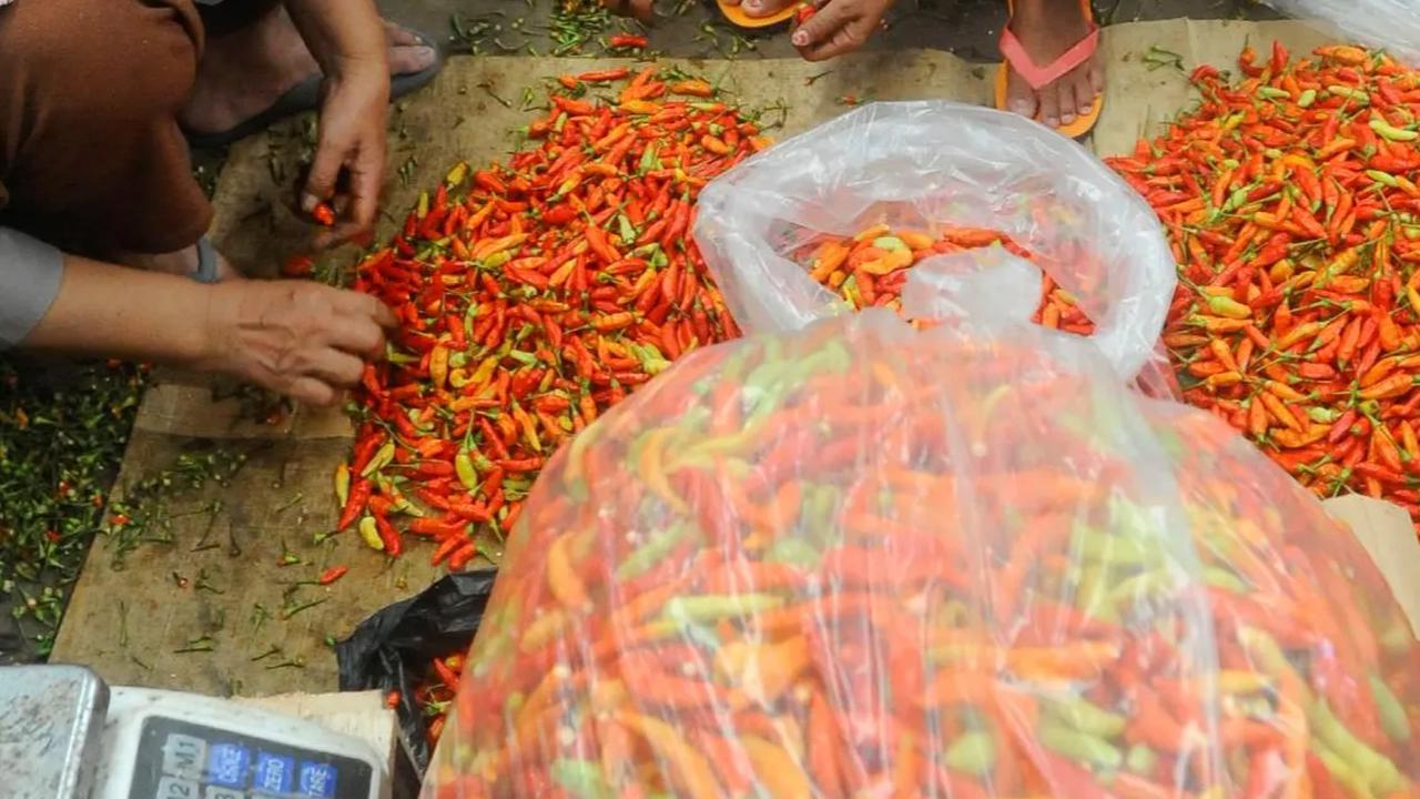 Sehingga menyebabkan hasil panen berkurang di sejumlah daerah penghasil cabai di Jawa Tengah.