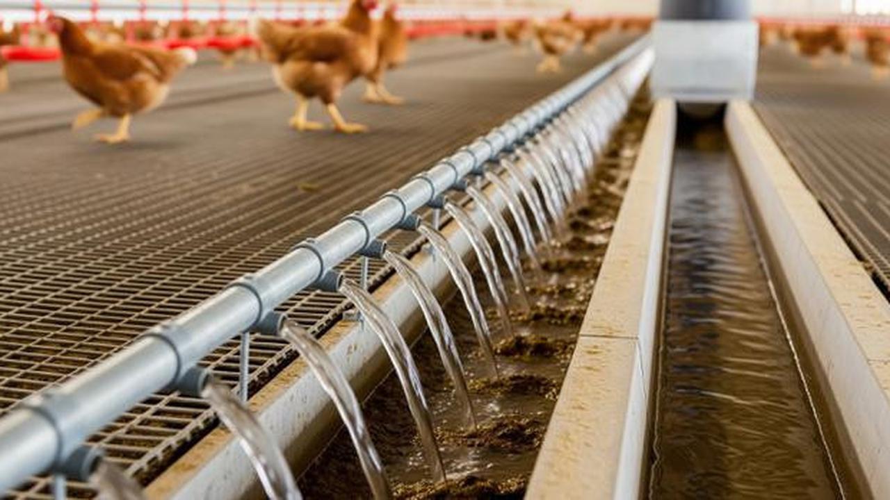 6 Model dan Sistem Pembuangan Kotoran Kandang Ayam Petelur yang Efektif dan Hemat Biaya