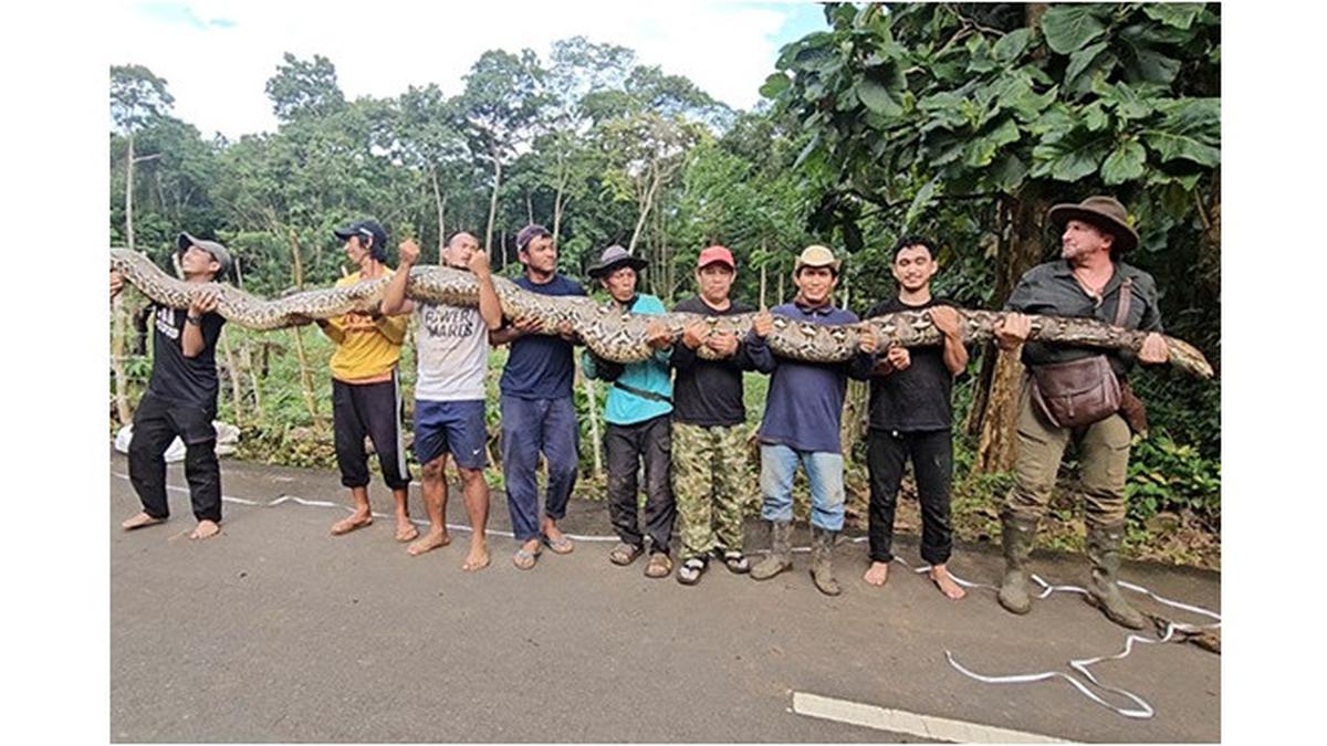 Ular Terpanjang di Dunia Ditemukan di Sulawesi, Panjangnya Hampir 8 Meter