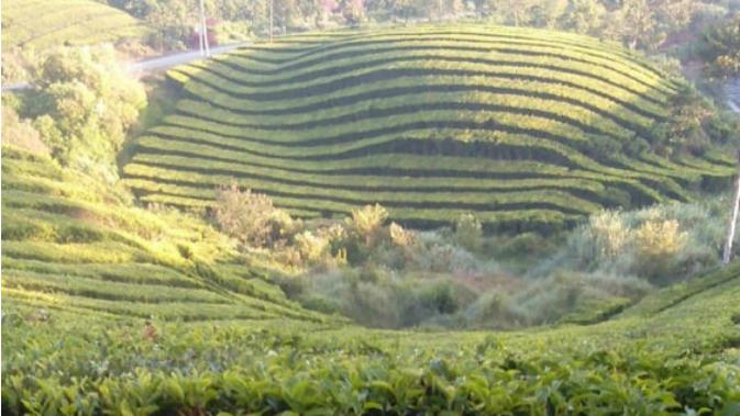 Kesegaran Udara Pagi Di Hamparan Kebun Teh Kayu Aro Kerinci Jambi