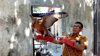 Elang Jawa ditemukan tersesat di pekarangan rumah warga Banyumanik, Semarang. (Foto: Liputan6.com/BKSDA Jateng/Muhamad Ridlo)