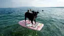 Seekor anjing saat menikmati pantai anjing dan bar di Crikvenica, Kroasia, (12/7). Pantai dan bar ini dirancang khusus untuk para anjing dan pemiliknya demi merasakan kenikmatan Summertime bersama-sama. (REUTERS/Antonio Bronic)