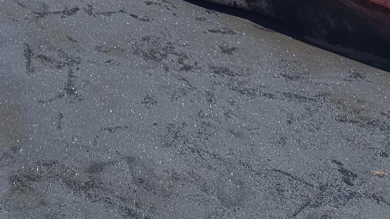 Hiu Paus Sepanjang 8 Meter Mati di Pantai Banjar Yeh Kuning Bali, Lambungnya Banyak Sampah Plastik