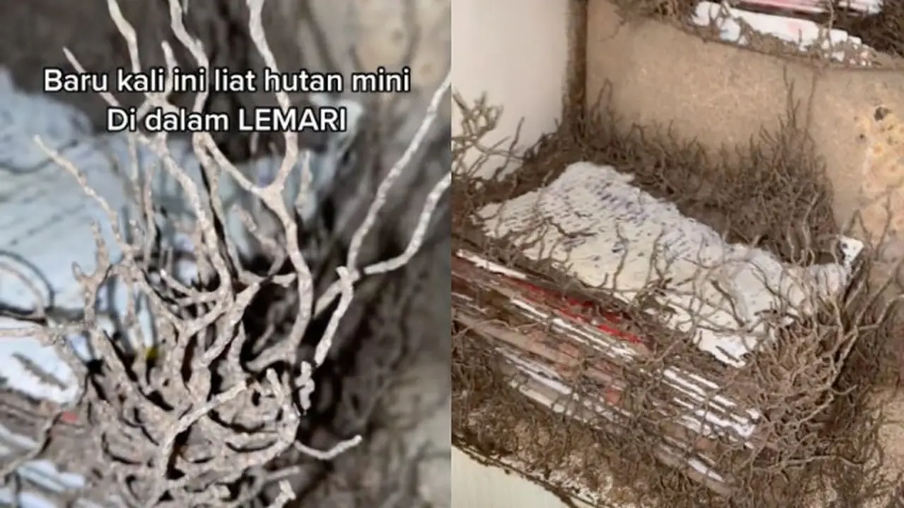 Viral Penampakan Sarang Rayap Bak Hutan Dalam Lemari, Bikin Merinding Warganet