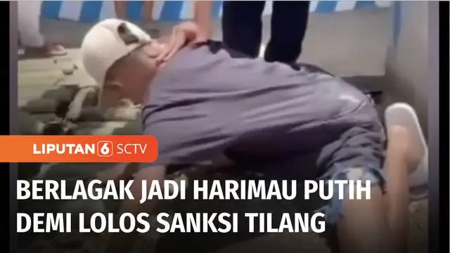 VIDEO: Ada-ada Aja: ABG Berlagak Jadi Harimau Putih Biar Gak Ditilang Polisi