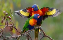 Daftar Burung dengan Warna Tubuh Paling Cantik di Dunia