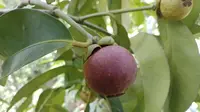 Cara Merangsang Pohon Manggis agar Cepat Berbuah Optimal, Panduan Lengkap