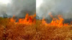 Kebakaran di Way Kambas Sulit Padam, Ini Penyebabnya
