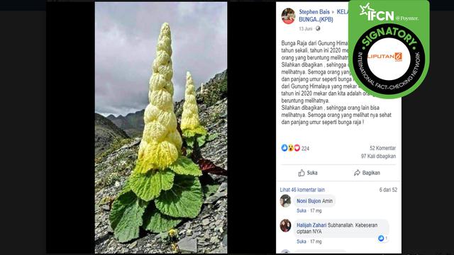 Cek Fakta Tidak Benar Ada Bunga Yang Mekar Setiap 400 Tahun Di Gunung Himalaya Cek Fakta Liputan6 Com
