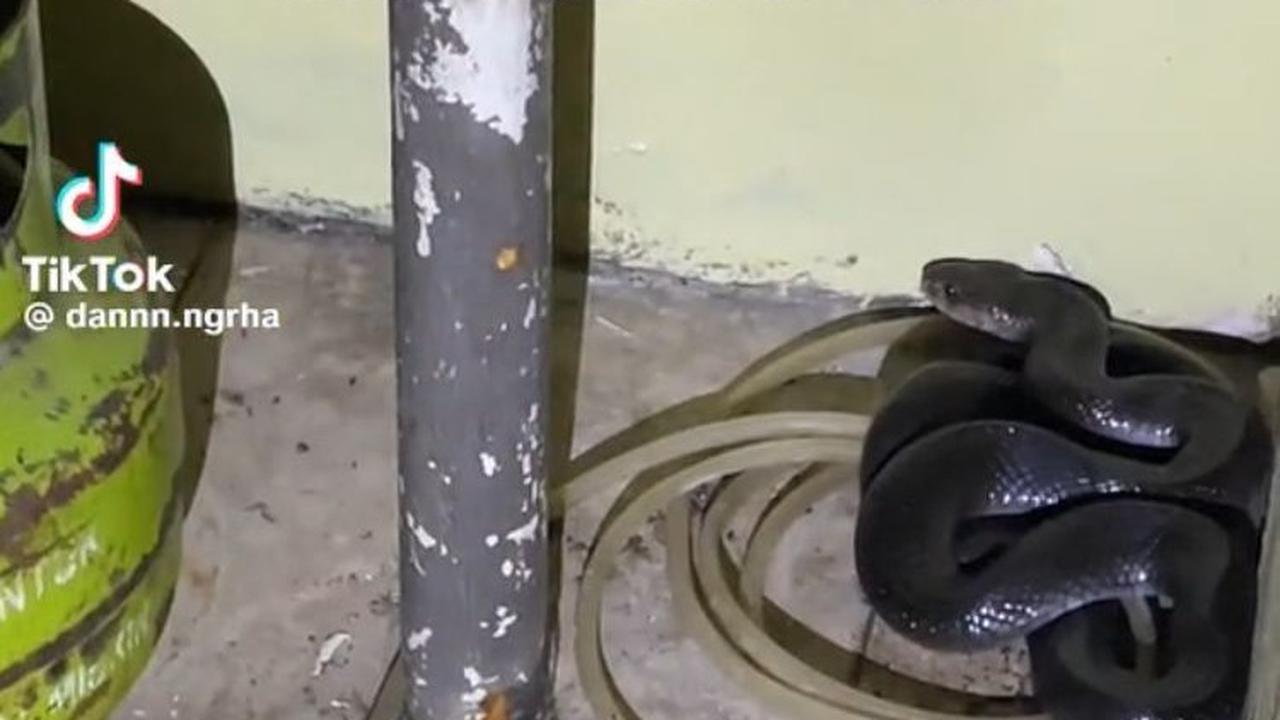 Viral Momen Damkar Bantu Evakuasi Ular Kobra di Rumah Warga, Dramatis