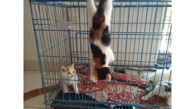 Potret 6 Kucing Bergaya Bak Spiderman Ini Bikin Tepuk Jidat