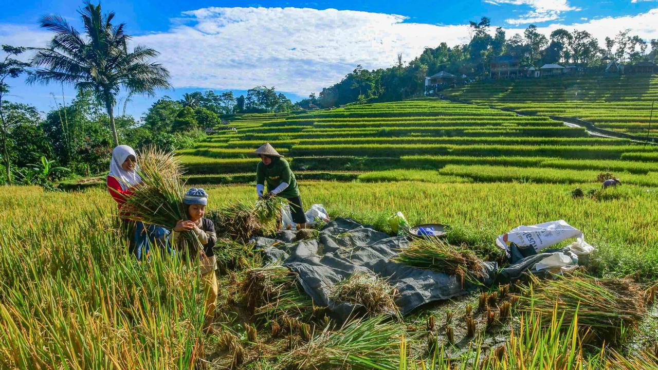 FOTO: Panen Padi di Terasering Cisalada