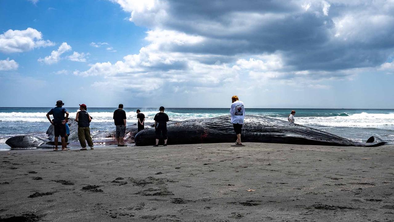 FOTO: Terdampar Sebelum Tsunami,  Misteri Paus Sperma di Pantai Jepang