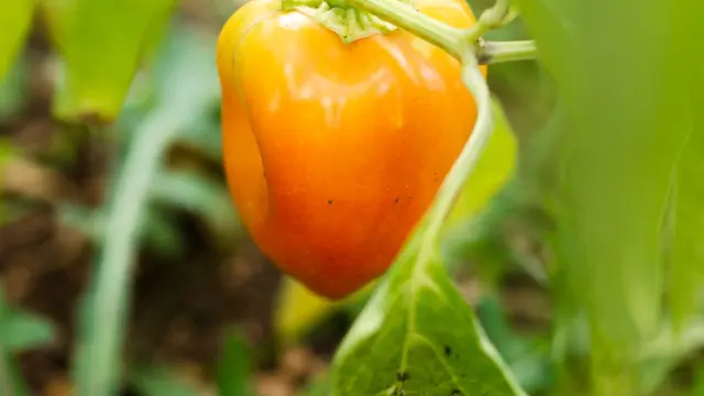 Buah Paprika (dok. Freepik)