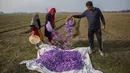 Warga mengumpulkan bunga saffron setelah memetiknya di Pampore, selatan Srinagar, Kashmir yang dikuasai India, Minggu (31/10/2021). Sejumlah besar bunga ini digunakan untuk menghasilkan saffron, ramuan aromatik yang merupakan salah satu rempah-rempah paling mahal di dunia. (AP Photo/Mukhtar Khan)