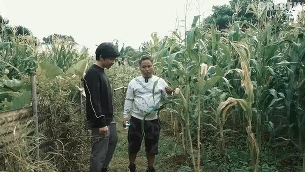 6 Potret Kebun di Rumah Narji, Mantan Komedian yang Kini Beralih Menjadi Juragan Pertanian