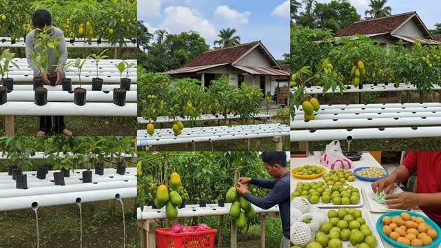 Teknik Panen Agar Kualitas Buah Terjaga