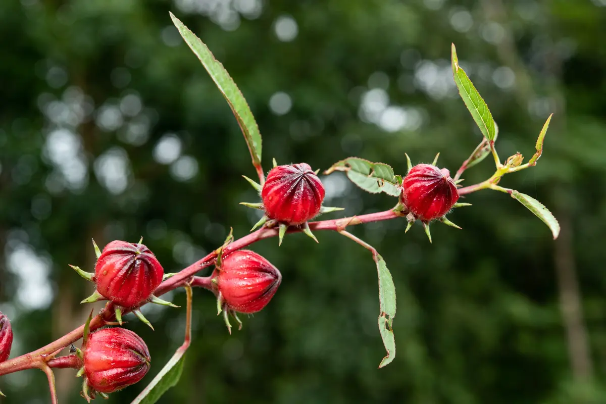 Rosella atau Asam Paya, Tanaman Herbal Kaya Antioksidan yang Bermanfaat bagi Kesehatan