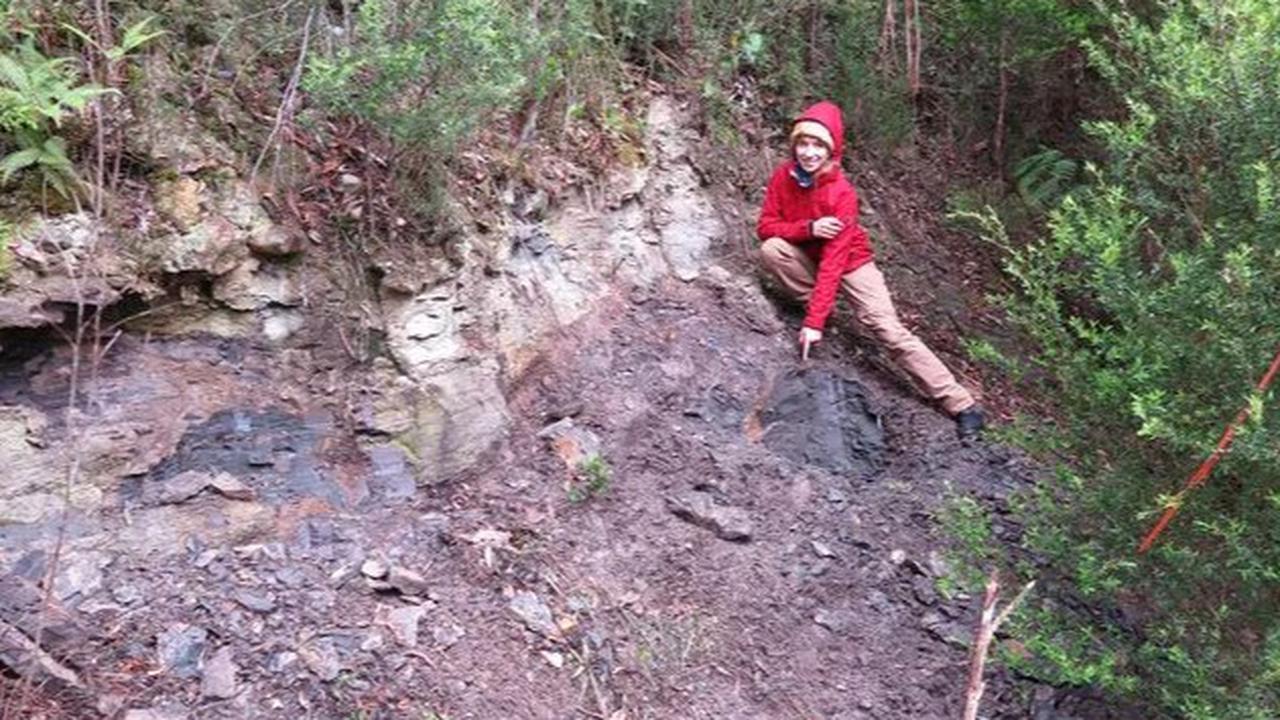 Ilmuwan Temukan Banyak Fosil Tanaman Purba di Hutan Berusia 53 Juta Tahun, Ada Pohon Pinus Super Langka