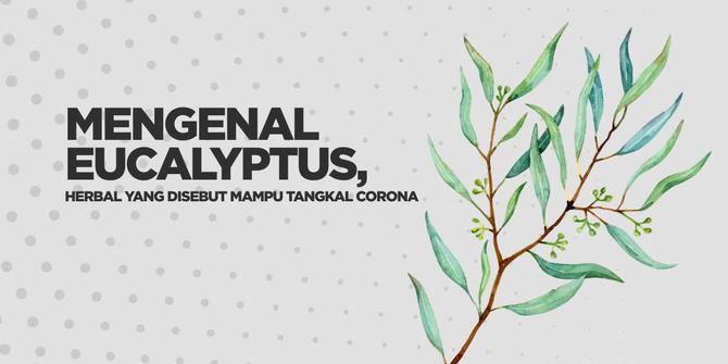 VIDEO: Mengenal Eucalyptus, Herbal yang Disebut Mampu Tangkal Corona